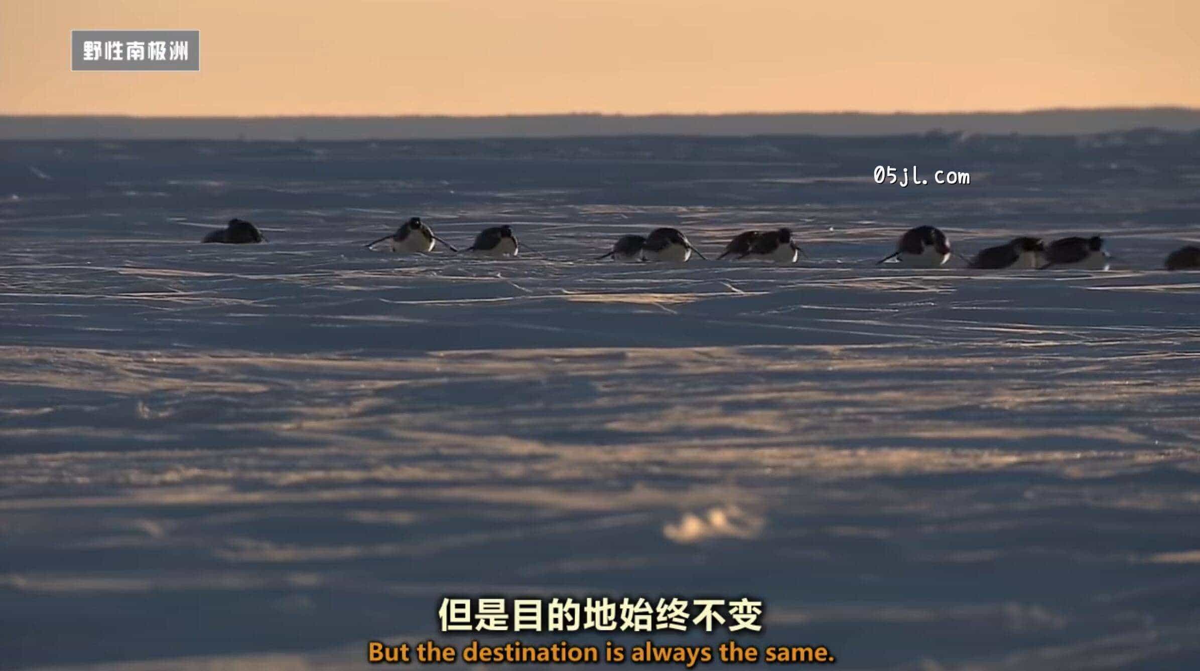 【英语中英字幕】国家地理：野性南极洲之 迎接冬季的帝企鹅 Wild Antarctica &ndash; Emperor Penguins Facing Winter 全1集 超清720P下载图片 No.3