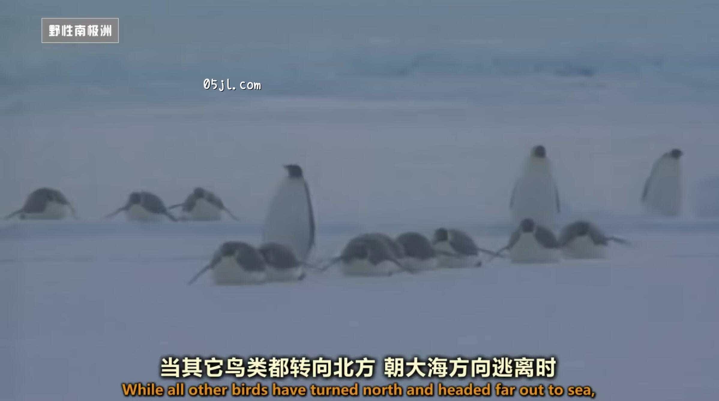 【英语中英字幕】国家地理：野性南极洲之 迎接冬季的帝企鹅 Wild Antarctica &ndash; Emperor Penguins Facing Winter 全1集 超清720P下载图片 No.2