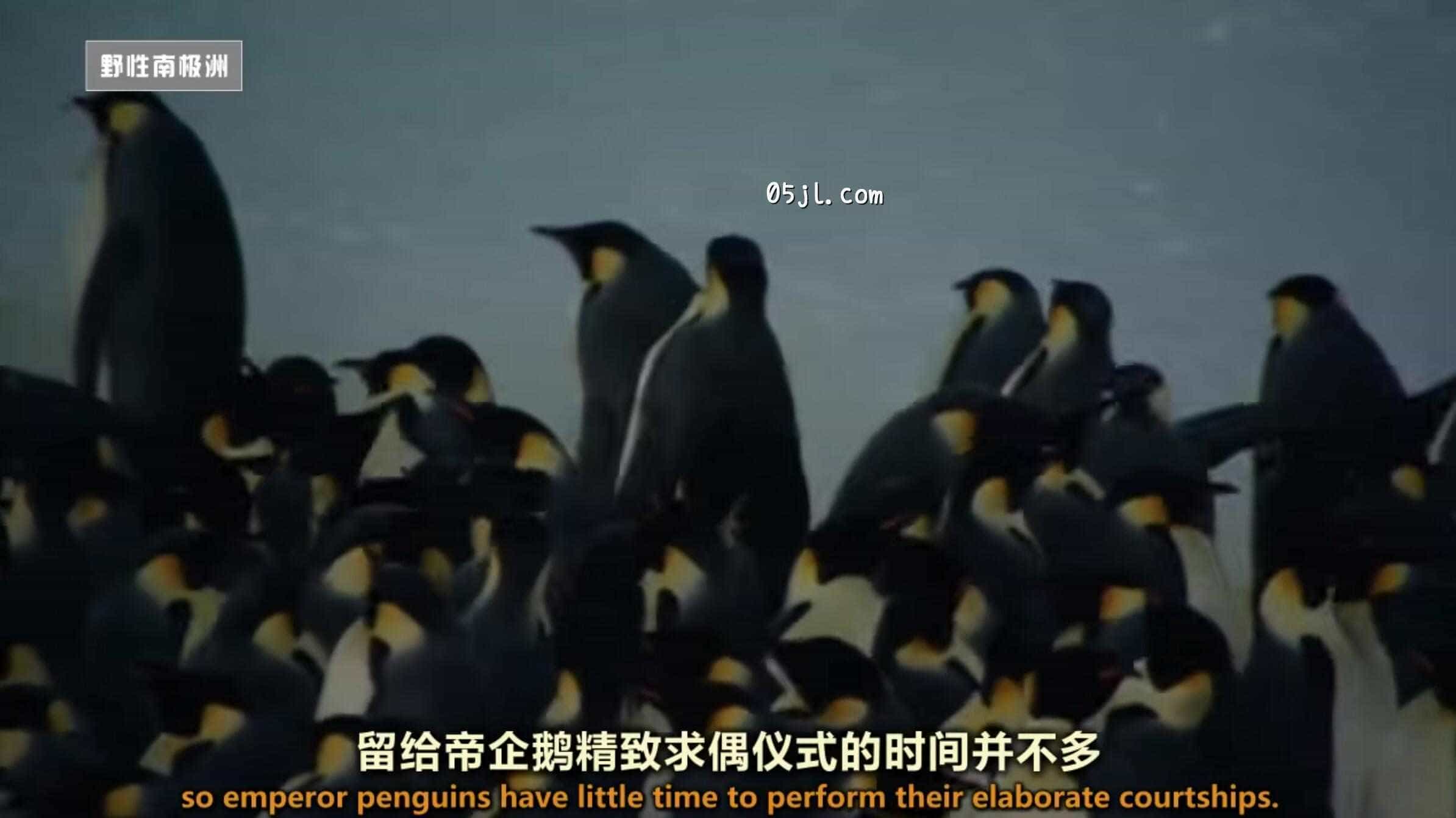 【英语中英字幕】国家地理：野性南极洲之 迎接冬季的帝企鹅 Wild Antarctica &ndash; Emperor Penguins Facing Winter 全1集 超清720P下载图片 No.1